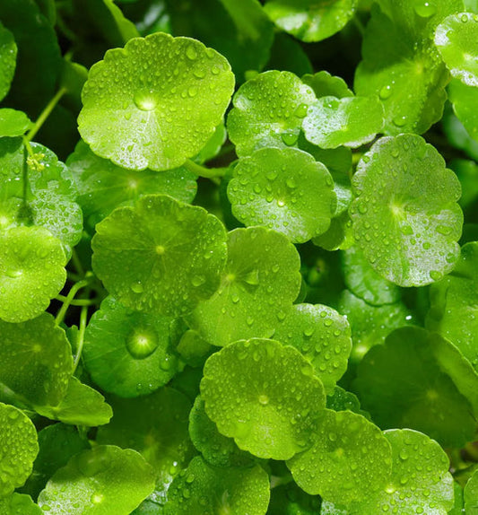 センテラ・アジアチカ（ツボクサ）は本当にすごいの？